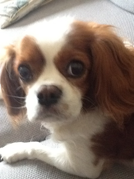 Key reasons for getting a dog - share them here - chance to WIN £300 NOW CLOSED