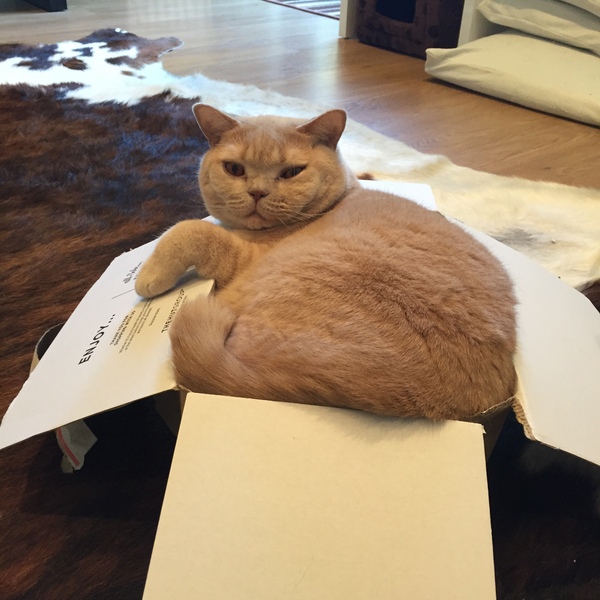 the paw - pictures