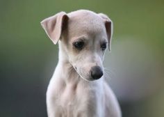 The mind numbing boredom of infertility III