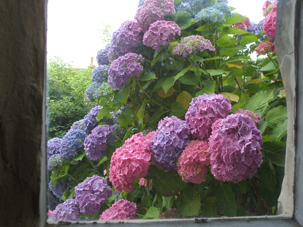 Hydrangea frenzy