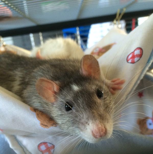 to be pissed off when people say ewwwww..........(Note from MNHQ: this is NOT a trigger warning, but just gently letting you know that this thread contains pics of pet rats)