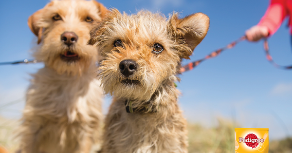 Key reasons for getting a dog - share them here - chance to WIN £300 NOW CLOSED