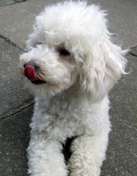 Would any poodle cross owners be interested in a separate forum on here where we can (hopefully) talk without judgement?