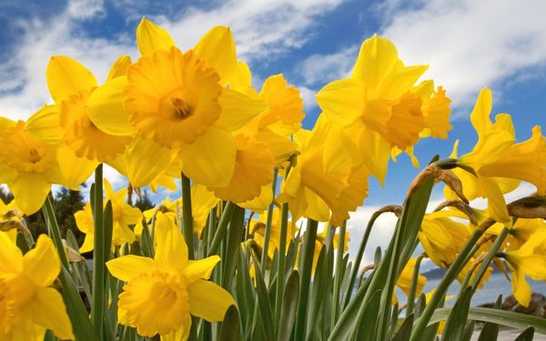Woolly Hugs. Beautiful baby William. We are making a blanket for lovely ImpatientWino, can you help us?