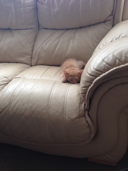 AIBU to make my ginger kitten look like a tiny lion? (pics)