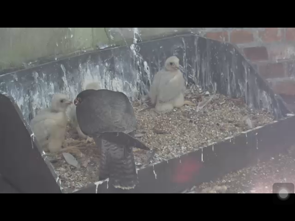 Had a lovely 30 minutes watching the birds in the front garden