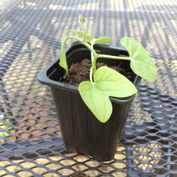 Can Anyone Identify This Plant Please