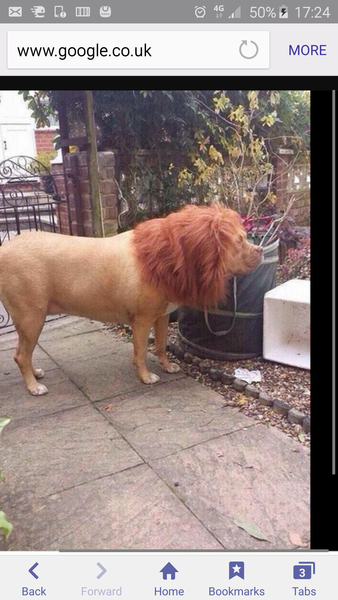 AIBU to make my ginger kitten look like a tiny lion? (pics)