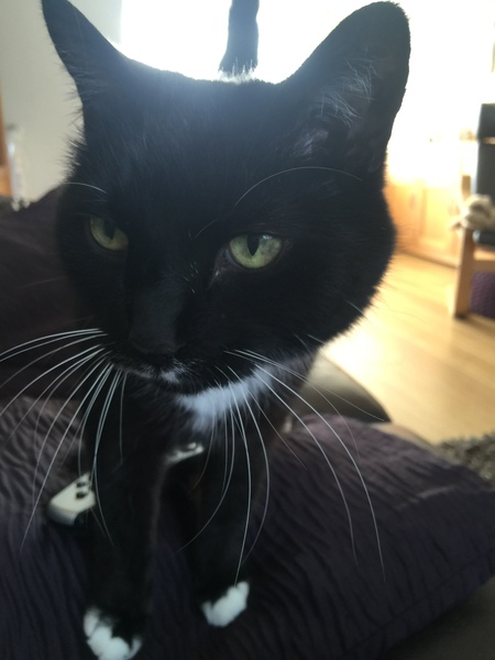 To think that a cat doesn't actually need a name?