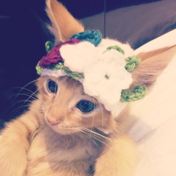 AIBU to make my ginger kitten look like a tiny lion? (pics)