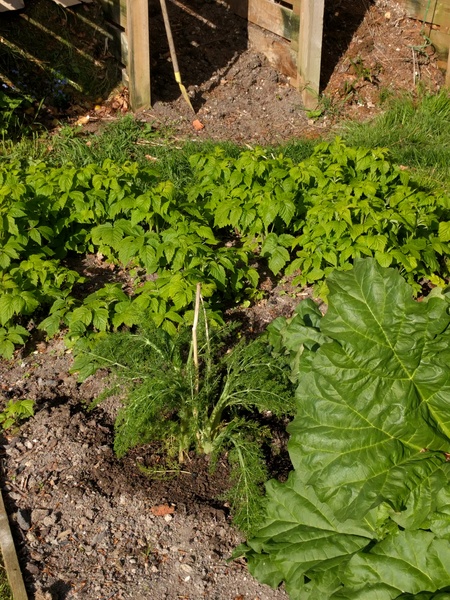 Fennel