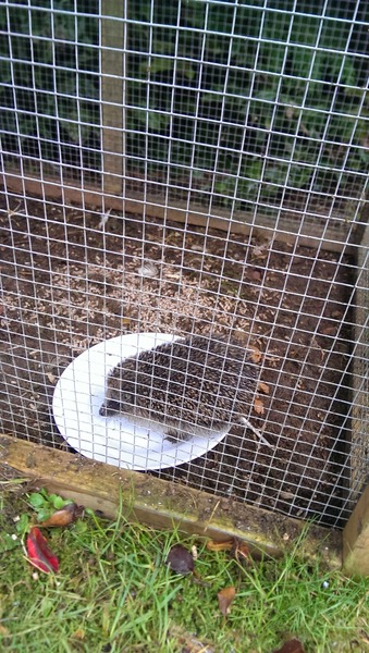 Had a lovely 30 minutes watching the birds in the front garden