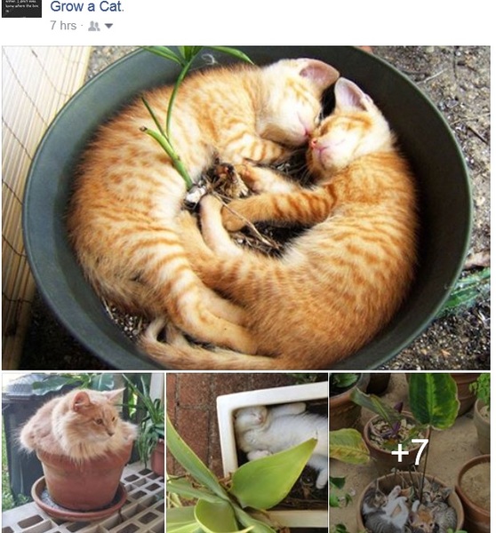 MLM Bot Watch 21 - chat about Utah based tragicomic cultastic racketeering scamalangadingdongs like Forever Living, Ariix, Herbalife, Younique, Juiceplus etc etc etc