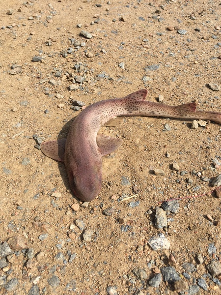 The Fantastic Frugalleers Meander into May.....