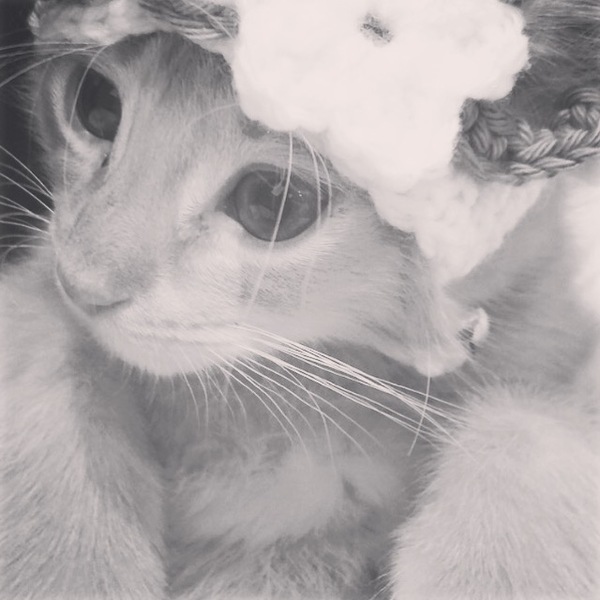 AIBU to make my ginger kitten look like a tiny lion? (pics)