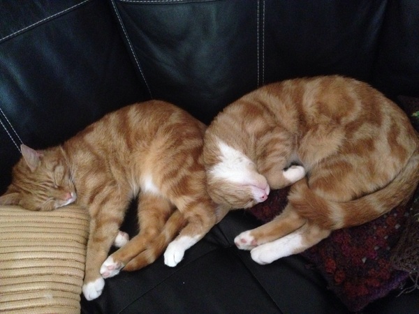 At last - I have cats!