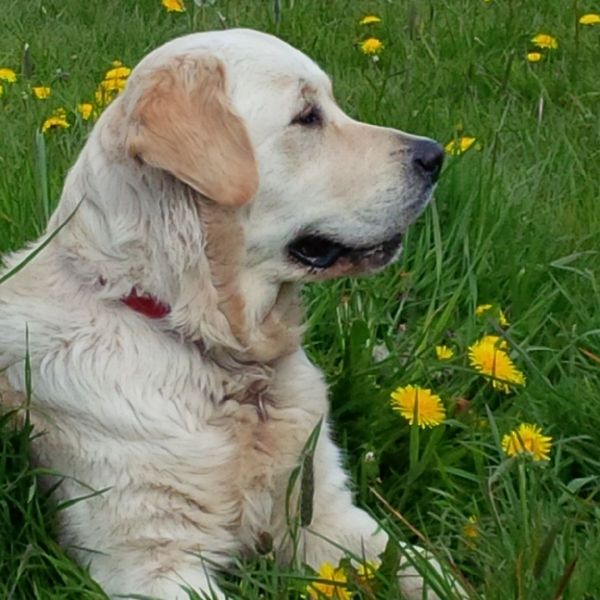 Ive had a golden retriever puppy 4 days....and changed my mind