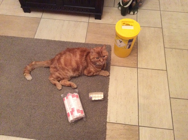 AIBU to make my ginger kitten look like a tiny lion? (pics)