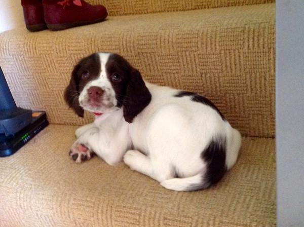 Thinking about thinking about getting a dog