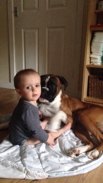 Key reasons for getting a dog - share them here - chance to WIN £300 NOW CLOSED