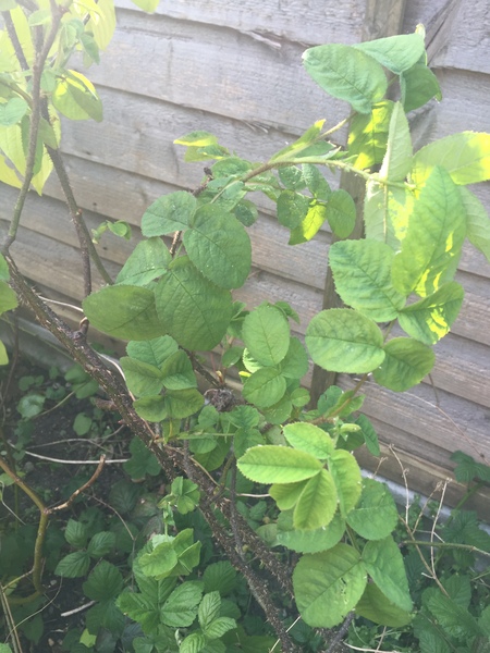 Please help me recognise these plants!