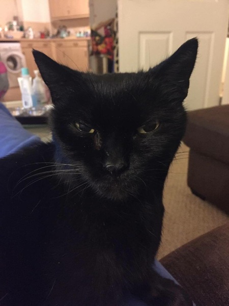 Help settling in our rescue cat