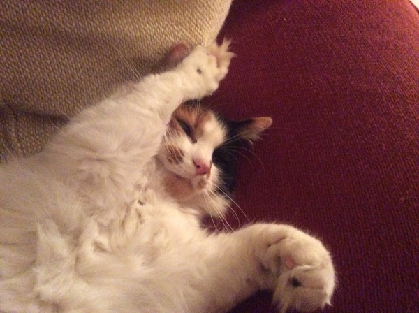 the paw - pictures