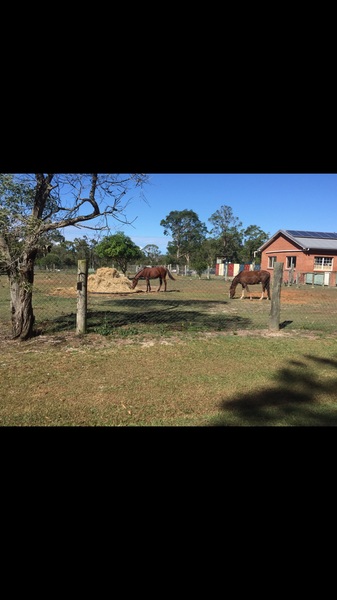 Auckland vs Brisbane/Melbourne