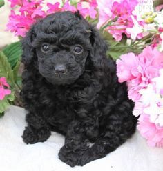 Schnoodle breeders