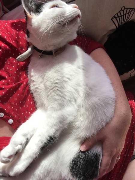 Are your cats allowed out at night?