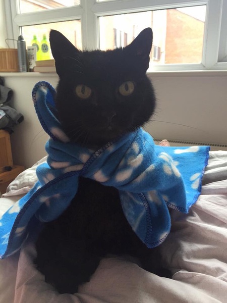 AIBU to make my ginger kitten look like a tiny lion? (pics)
