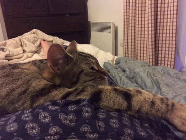 Unwell Siamese - any help appreciated