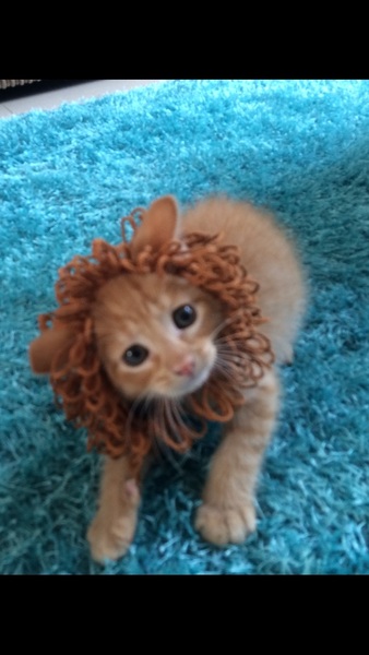 AIBU to make my ginger kitten look like a tiny lion? (pics)