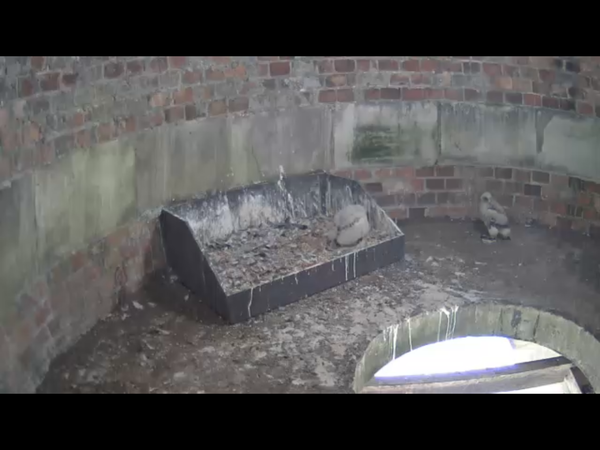 Had a lovely 30 minutes watching the birds in the front garden