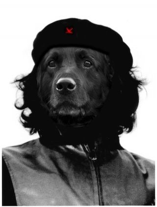 to be cross with 'dog people'