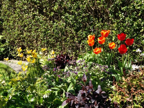 Would it be a waste of time planting bulbs in May for next year?