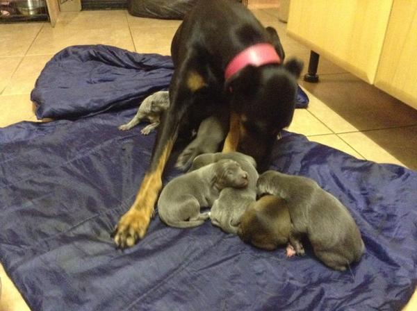 The kindest, most moral way to buy a puppy.