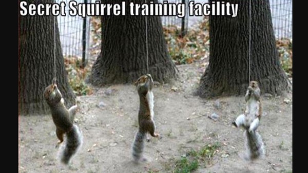 WWYD squirrelgate