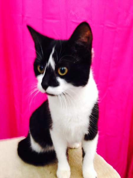 To not want to name our cat 'Stark'