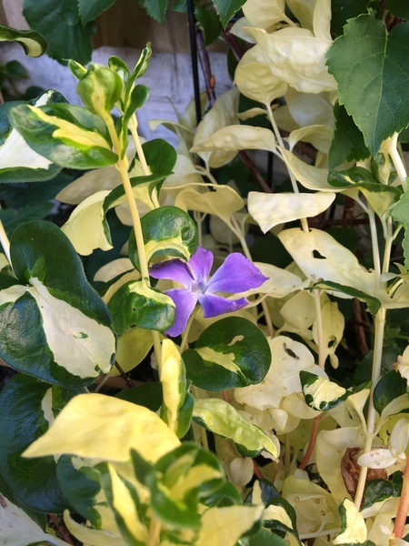 Help me identify ..