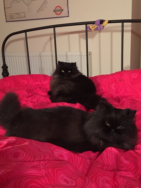 'Inseparable' sisters don't like each other.