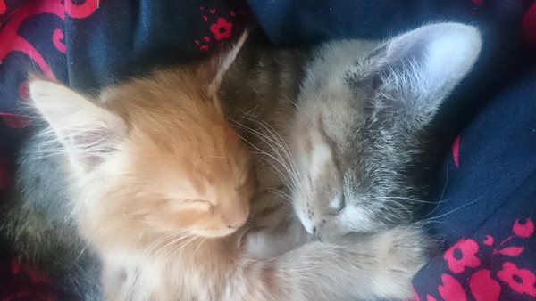 AIBU to make my ginger kitten look like a tiny lion? (pics)