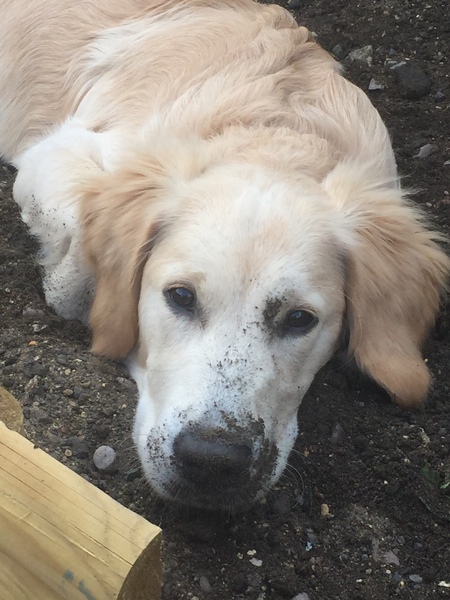 Has anyone managed to stop a dog from digging?