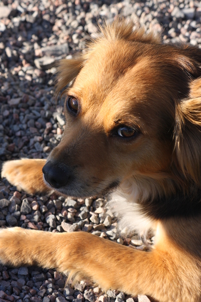 Find out what Mumsnetters thought of the Pedigree® Dog Food Range. £300 voucher prize draw for testers’ feedback. NOW CLOSED