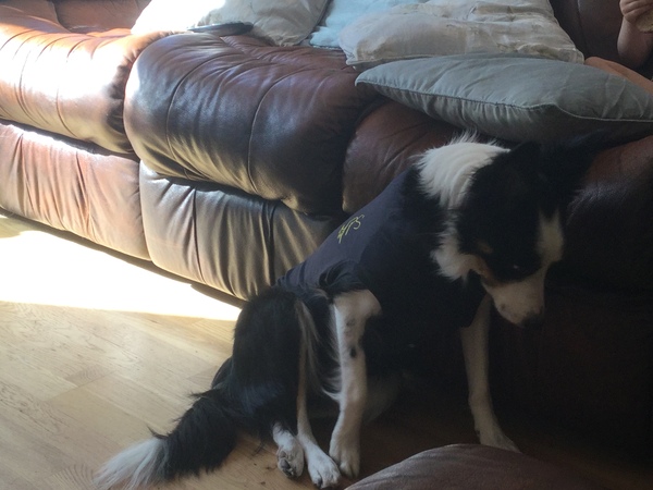 How to entertain the dog fresh out of surgery?
