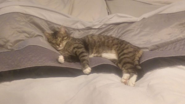 the paw - pictures