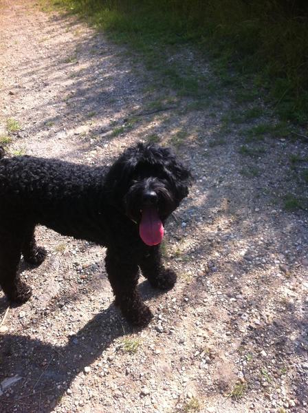 Key reasons for getting a dog - share them here - chance to WIN £300 NOW CLOSED