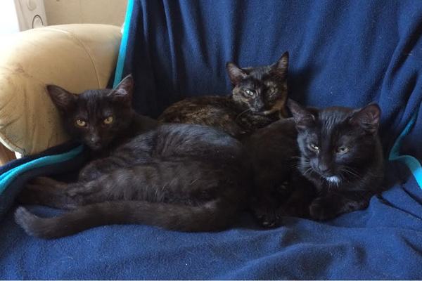 Rusty black cats