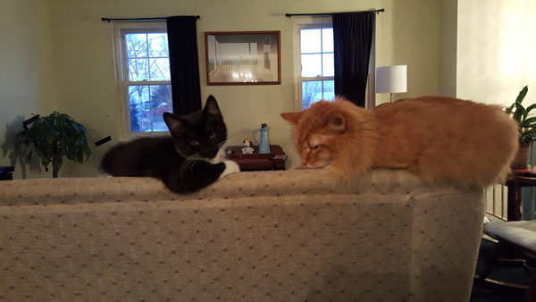 AIBU to think kittens belong to mother's owner