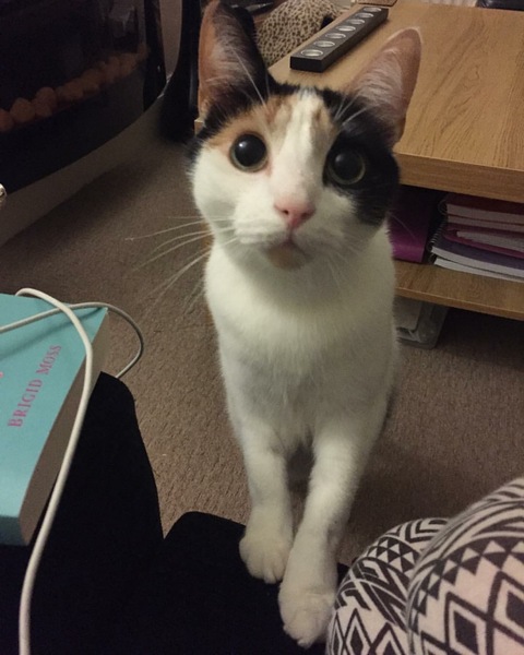 the paw - pictures